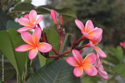 Beautiful pink plumeria frangipani flowers, plumeria blossom blooming on tree [2131]