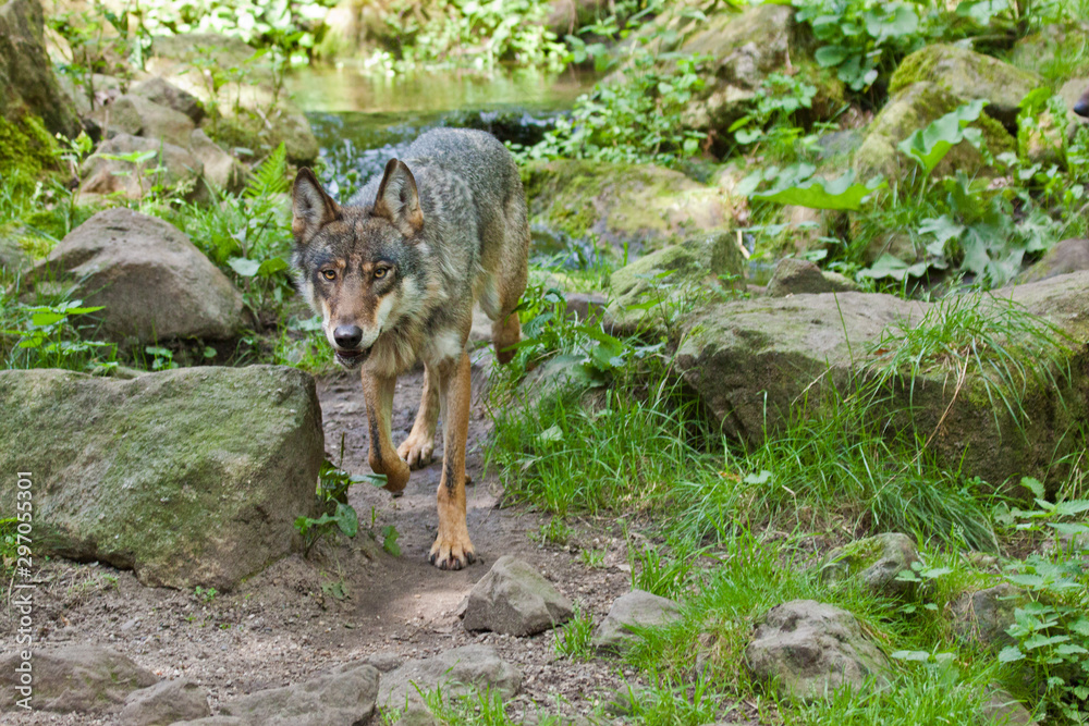 Naklejka premium Wolf oder Grauwolf (Canis lupus)