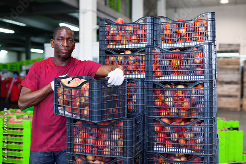 Positive Afro workman stacking boxes with harvested peaches on fruits sorting department