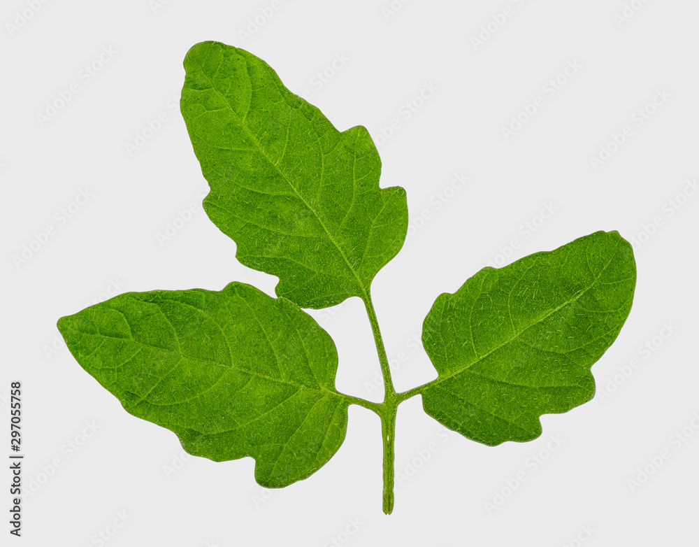 Fototapeta premium Tomato leaf isolated on white background