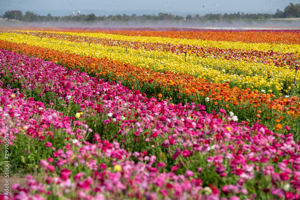 Fields of colorful buttercups, Israel