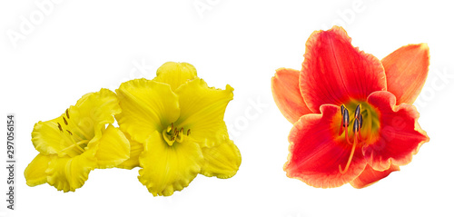 Isolated daylily flowers on a white background.