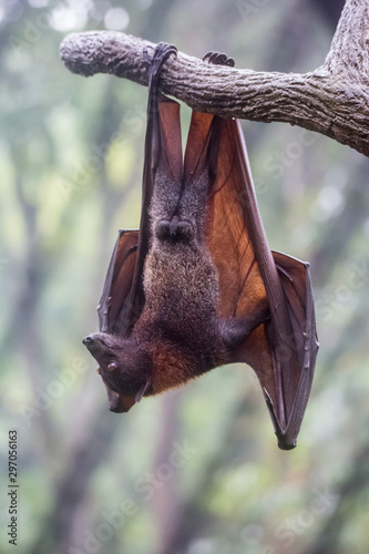 Fruit bat also known as flying fox with big leather wings hanging upside down swinging on tree branch on sharp claws © Natalia