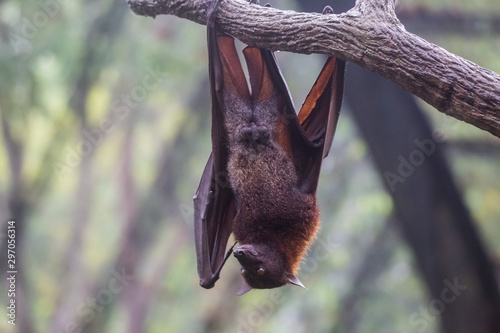 Fruit bat also known as flying fox with big leather wings hanging upside down swinging on tree branch on sharp claws