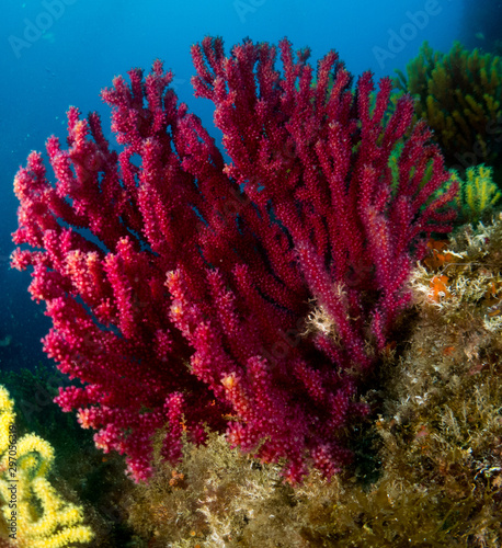 gorgonia in the mediterranean with blue background