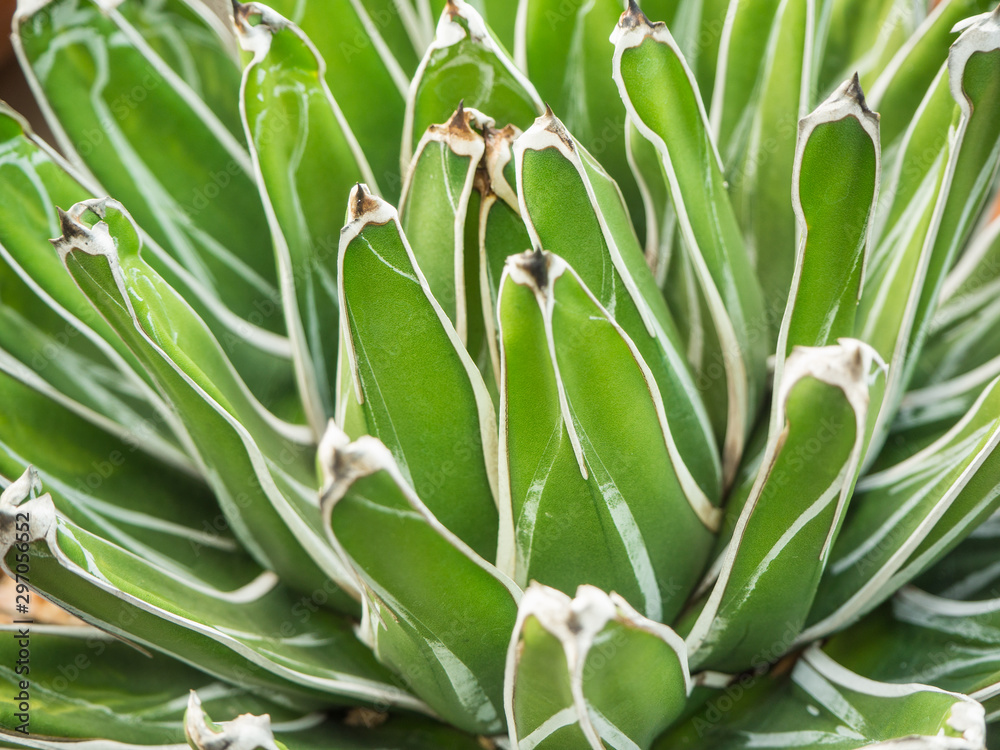 Closeup of cactus call Agave Victoria-Reginae, soft focus Closeup of cactus call Agave Victoria-Reginae, soft focus