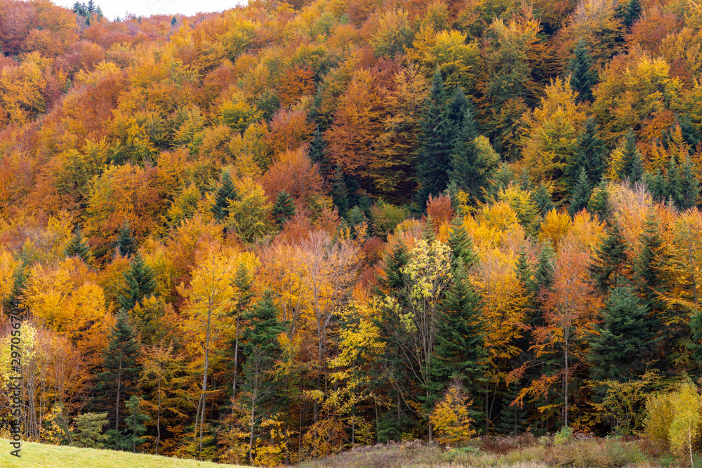 Golden Polish autumn landscape with trees