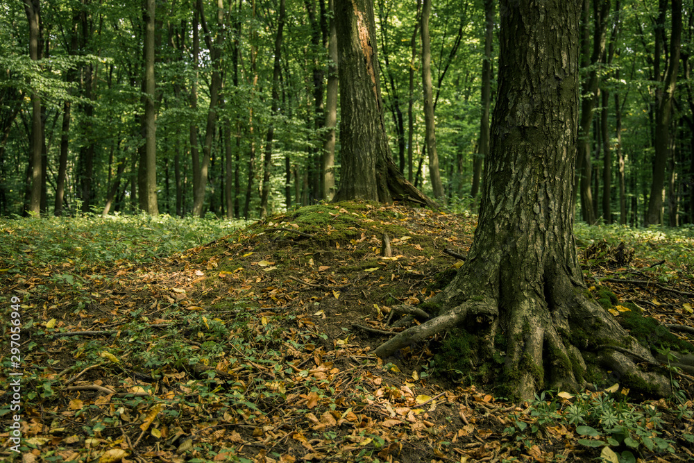 forest nature scenic view dirt ground and falling leaves cover forest nature scenic view dirt ground and falling leaves cover