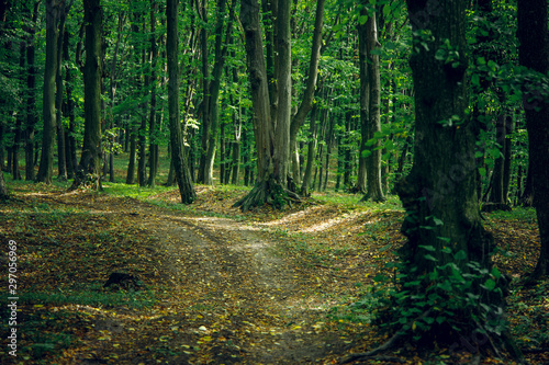 September season forest scenery landscape outdoor natural environment with lonely dirt trail for cycles 