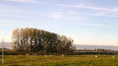 Dutch polder in early morning, Biesbosch National Park, Netherlands
