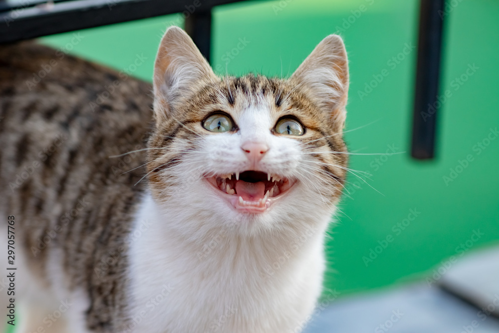 eyes of young cats on the street eyes of young cats on the street