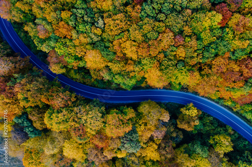 Drone view of a forest and a serpentine road