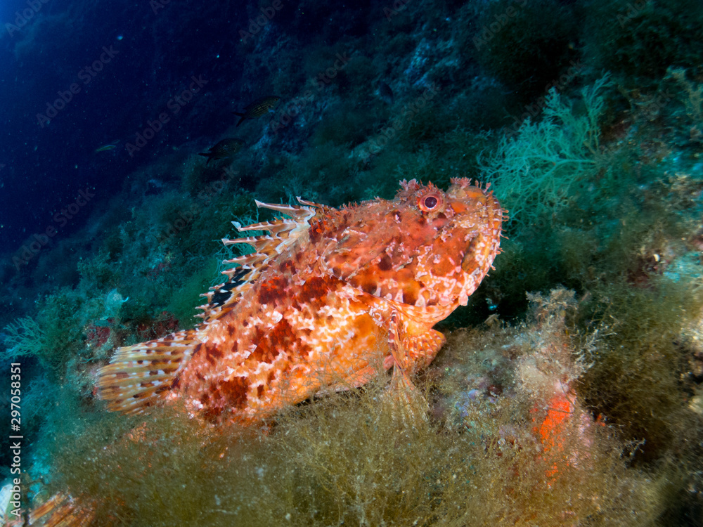 sea bottom with many fish sea bottom with many fish