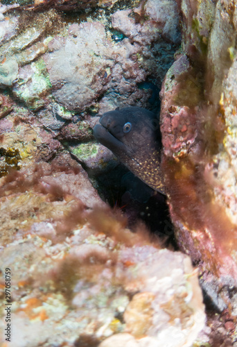 Wallpaper Mural sea ​​bottom with many fish Torontodigital.ca