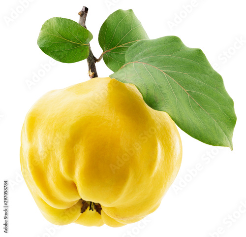 quince with leaves isolated on a white background photo