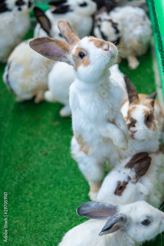 Fototapeta Naklejka Na Ścianę i Meble -  Cute bunny on the grass