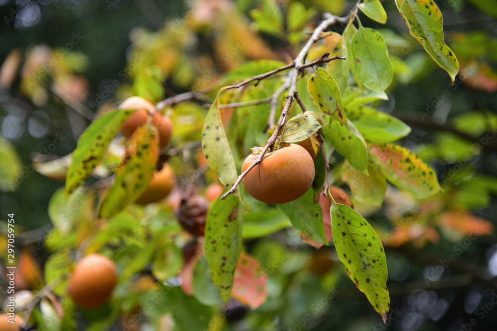 Obraz premium 日本の岡山県総社市の果物