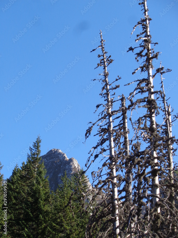 Obraz premium Tatrzański Park Narodowy - szlak na Giewont
