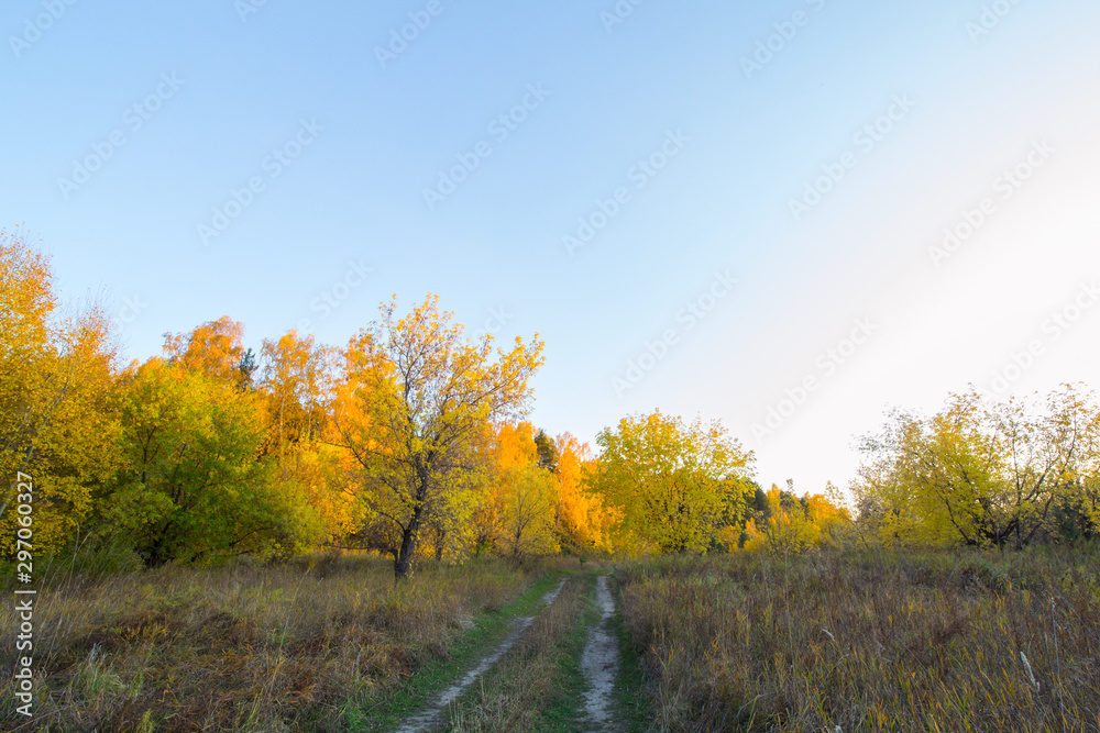 Dirt road through autumn forest with yellow foliage