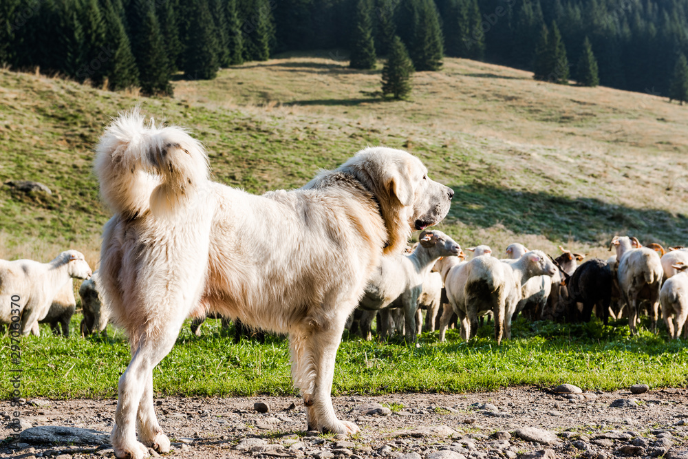 Obraz premium Sheepdog Guarding Sheep Flock Grazing in Chocholowska Valley, Poland