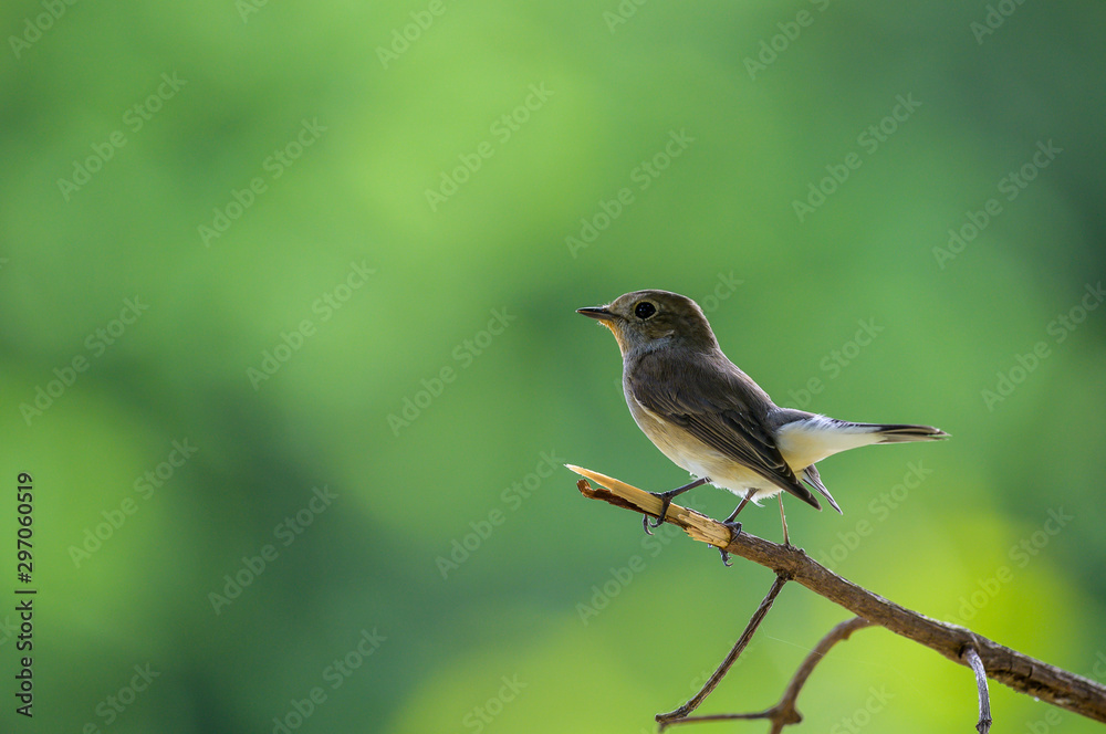 Taiga Flycatcher or Red-throated Flycatcher perched on a tree in the garden with green background. Taiga Flycatcher or Red-throated Flycatcher perched on a tree in the garden with green background.