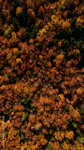 Stuning Fall Foliage at Autumn Season over Woodlands. Aerial Top Down Drone View