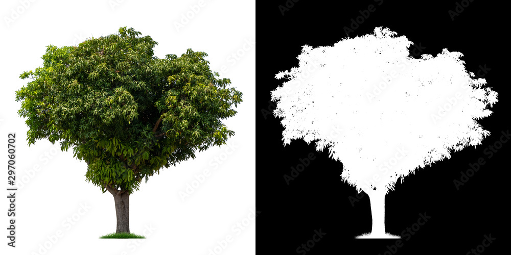 Fototapeta Isolated single tree with clipping path and alpha channel on a white background. Big tree large image is easy to use and suitable for all types of art work and print.