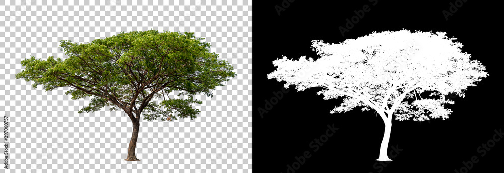 Fototapeta Isolated single tree with clipping path and alpha channel on a transparent picture background. Big tree large image is easy to use and suitable for all types of art work and print.
