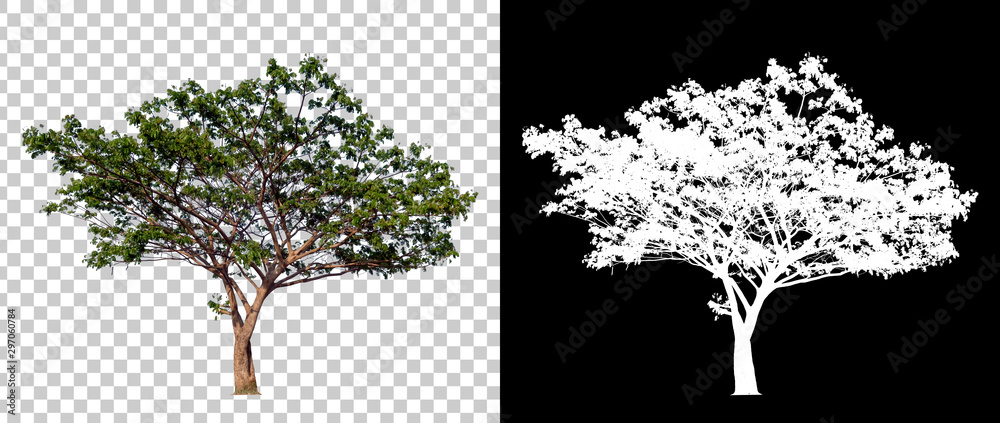 Fototapeta Isolated single tree with clipping path and alpha channel on a transparent picture background. Big tree large image is easy to use and suitable for all types of art work and print.