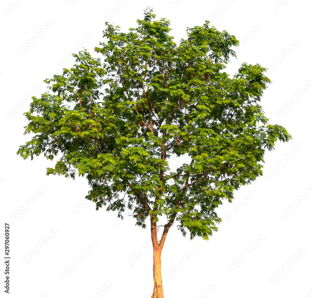 Isolated single tree with clipping path  on a white background. Big tree large image is suitable for all types of art work and print.v