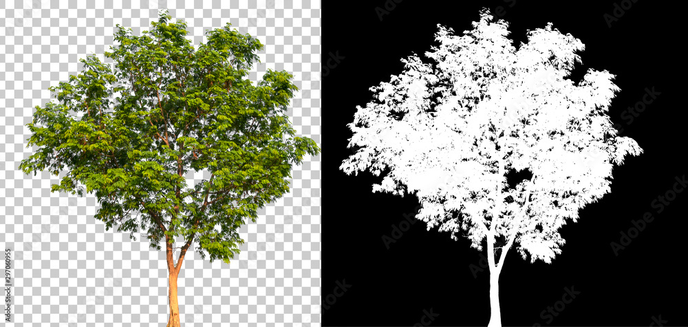 Fototapeta Pojedyncze pojedyncze drzewo ze ścieżką przycinającą i kanałem alfa na przezroczystym tle obrazu. Duży obraz dużego drzewa jest łatwy w użyciu i nadaje się do wszystkich rodzajów prac artystycznych i druku.