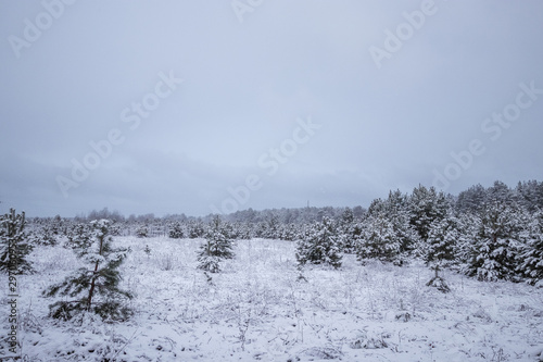 Winter white landscape with Christmas trees in the snow, Christmas background. Travel, Happy New Year, Merry Christmas.