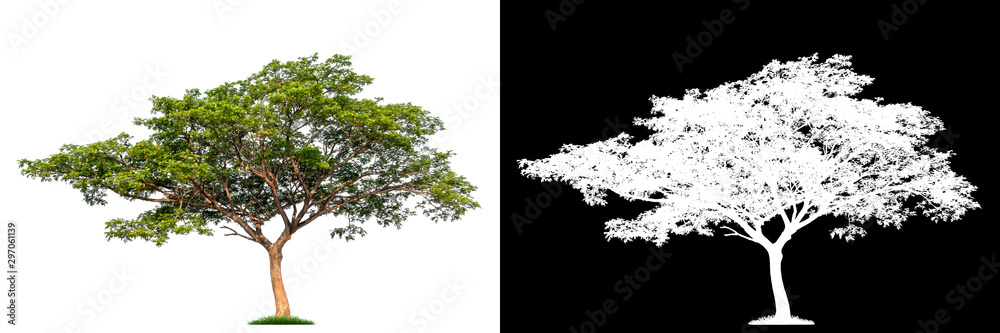 Isolated single tree with clipping path and alpha channel on a white background. Big tree large image is easy to use and suitable for all types of art work and print.