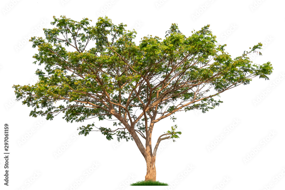 Obraz premium Isolated single tree with clipping path on a white background. Big tree large image is suitable for all types of art work and print.