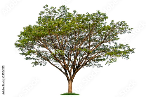 Isolated single tree with clipping path  on a white background. Big tree large image is suitable for all types of art work and print.