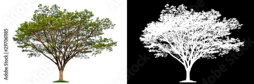 Isolated single tree with clipping path and alpha channel on a white background. Big tree large image is easy to use and suitable for all types of art work and print.