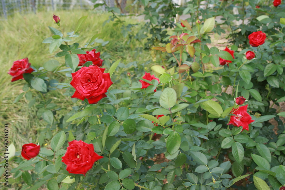 Naklejka premium 薔薇