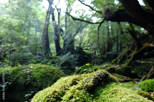 ferns in forest