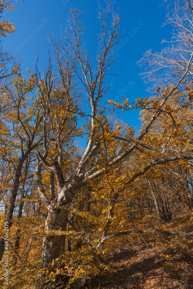 Dry dead tree in autumn forest
