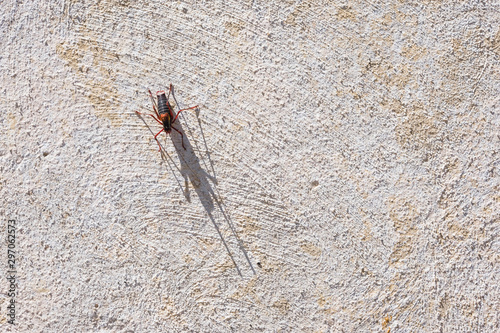 Bug on a wall under the sun