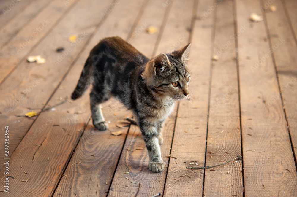 Naklejka premium Tabby cat with on wood larder