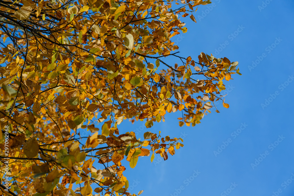 Branches with yellow fading leaves against the blue sky Branches with yellow fading leaves against the blue sky