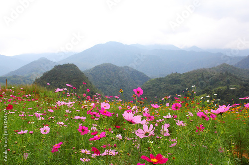 A meadow of Cosmos flowers in the mountains of Vietnam