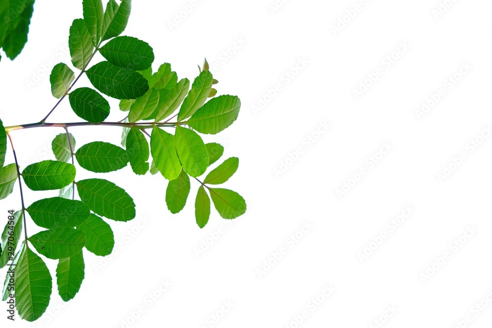 A bunch of tropical plant with leaves branches on white isolated background for green foliage backdrop A bunch of tropical plant with leaves branches on white isolated background for green foliage backdrop