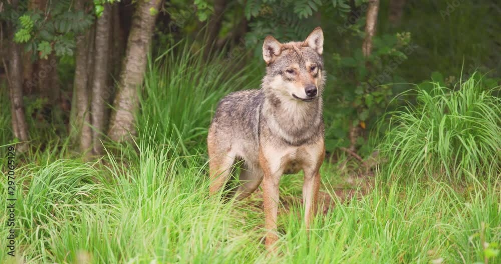 Alert wolf on field in forest Alert wolf on field in forest