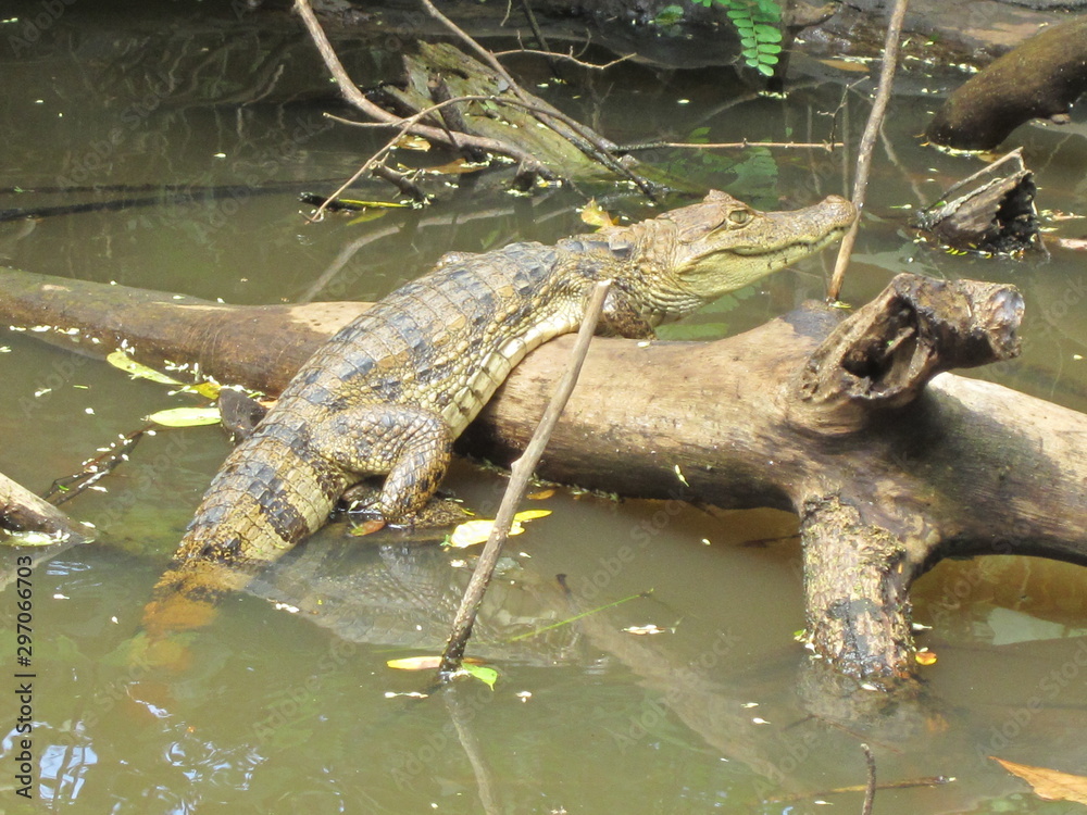 krokodil, fluß, Nicaragua, Dschungel, regenwald krokodil, fluß, Nicaragua, Dschungel, regenwald