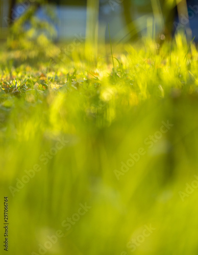 Autumn background out of focus. Bright colors of green grass in the mornings in the fall, sun, haze. © Prikhodko