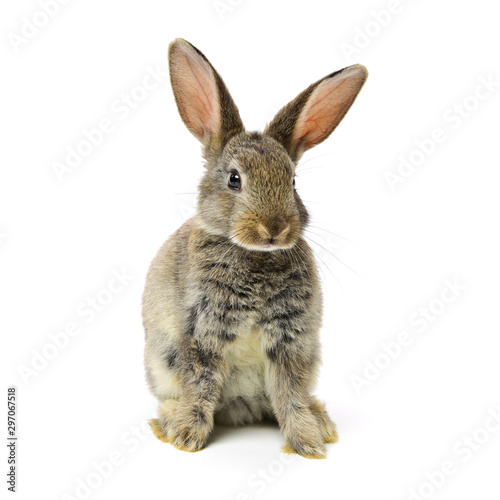 Photographie rabbit on a white background