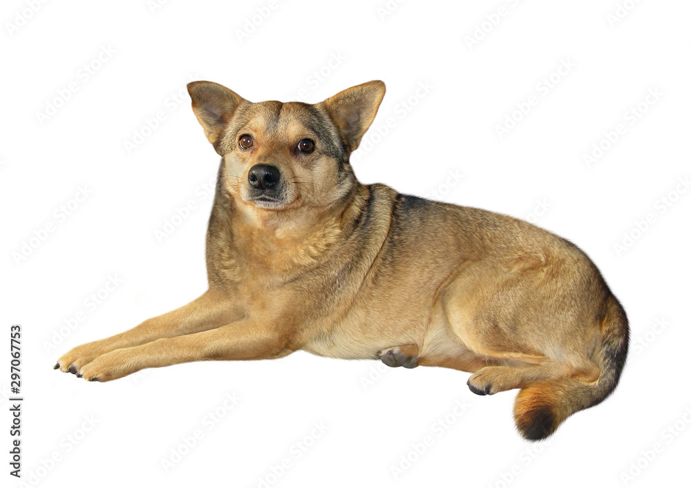 The beige dog is lying. White background. Isolated.