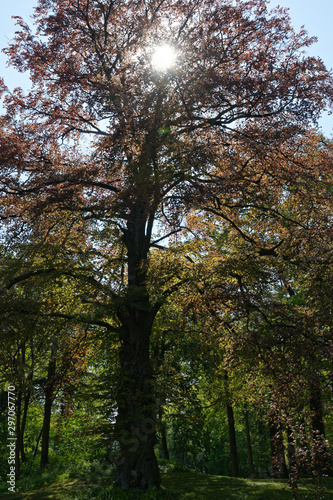 Blutbuche im Gegenlicht